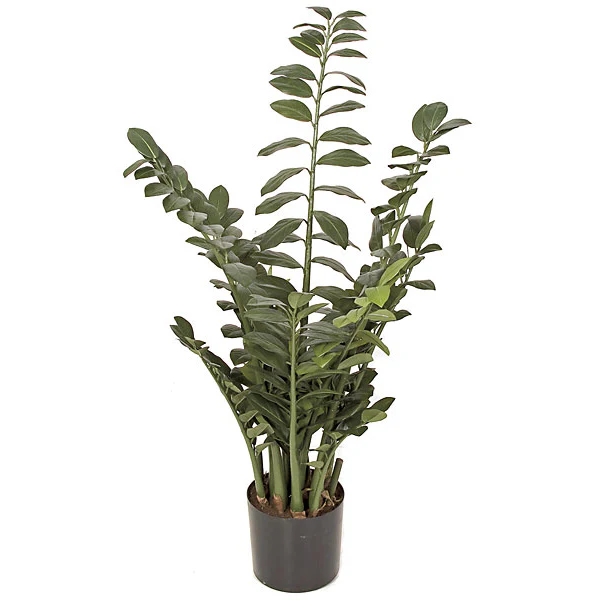 43" IFR Zanzibar Gem Zamioculcas Succulent Artificial Plant w/Pot -Green