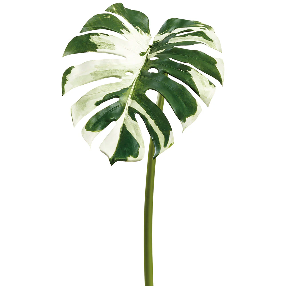 44" Split Philodendron Monstera Leaf Silk Stem -Green/Cream (Pack of 12)