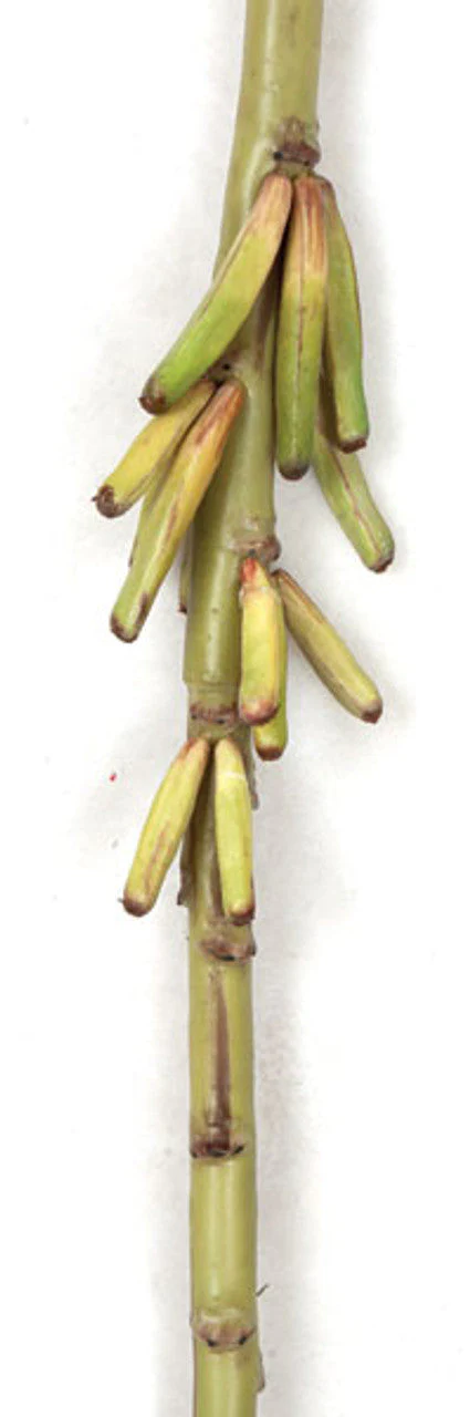 46" Artificial Banana Flower Stem -Red (Pack of 12) - Image 3