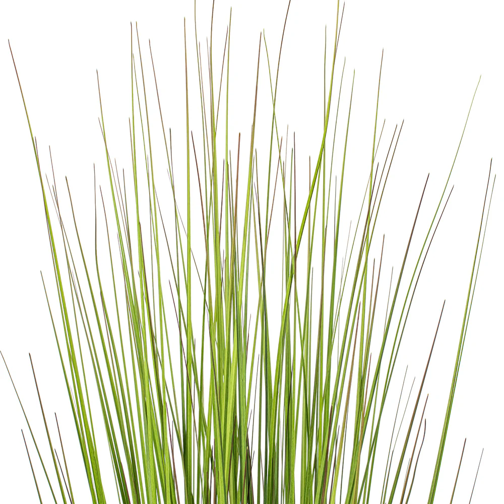 48" Flax Grass Artificial Plant w/Pot -Green/Burgundy - Image 2