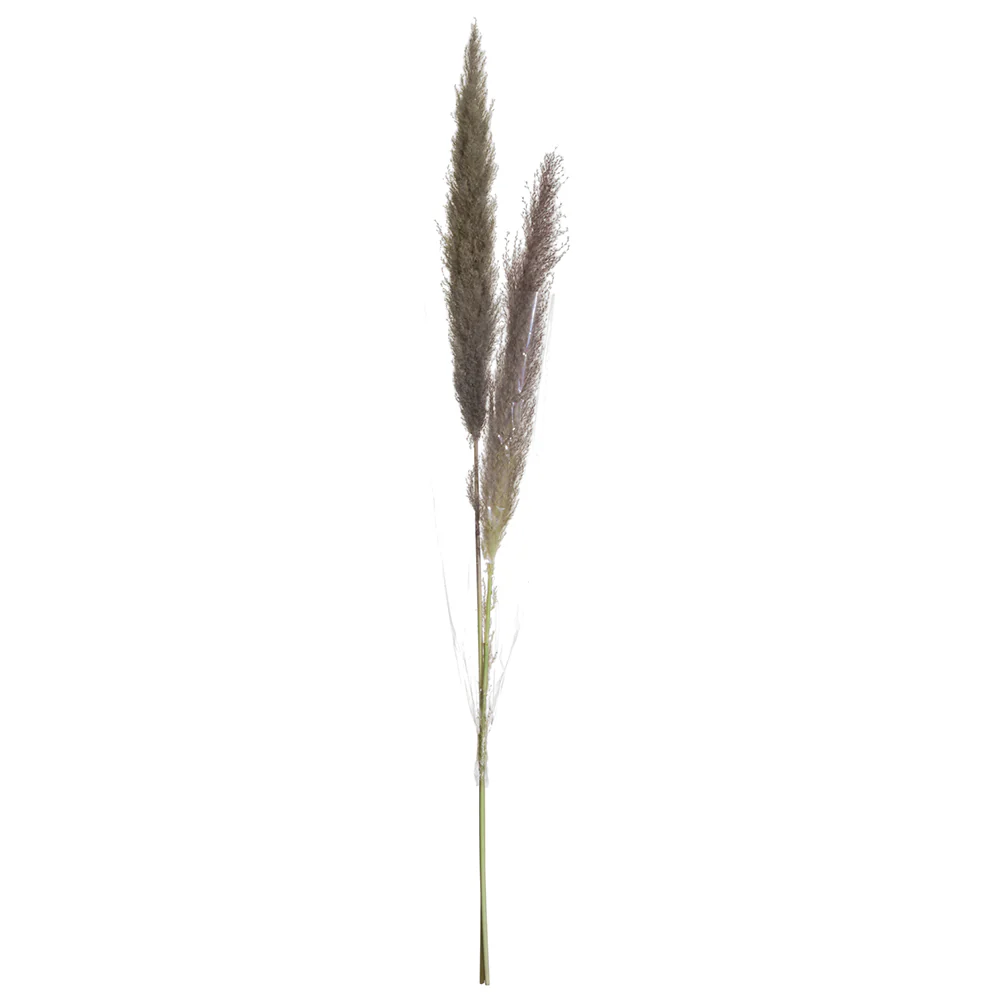 49" Preserved Pampas Grass Stem Bundle -Beige/Gray (Pack of 12)