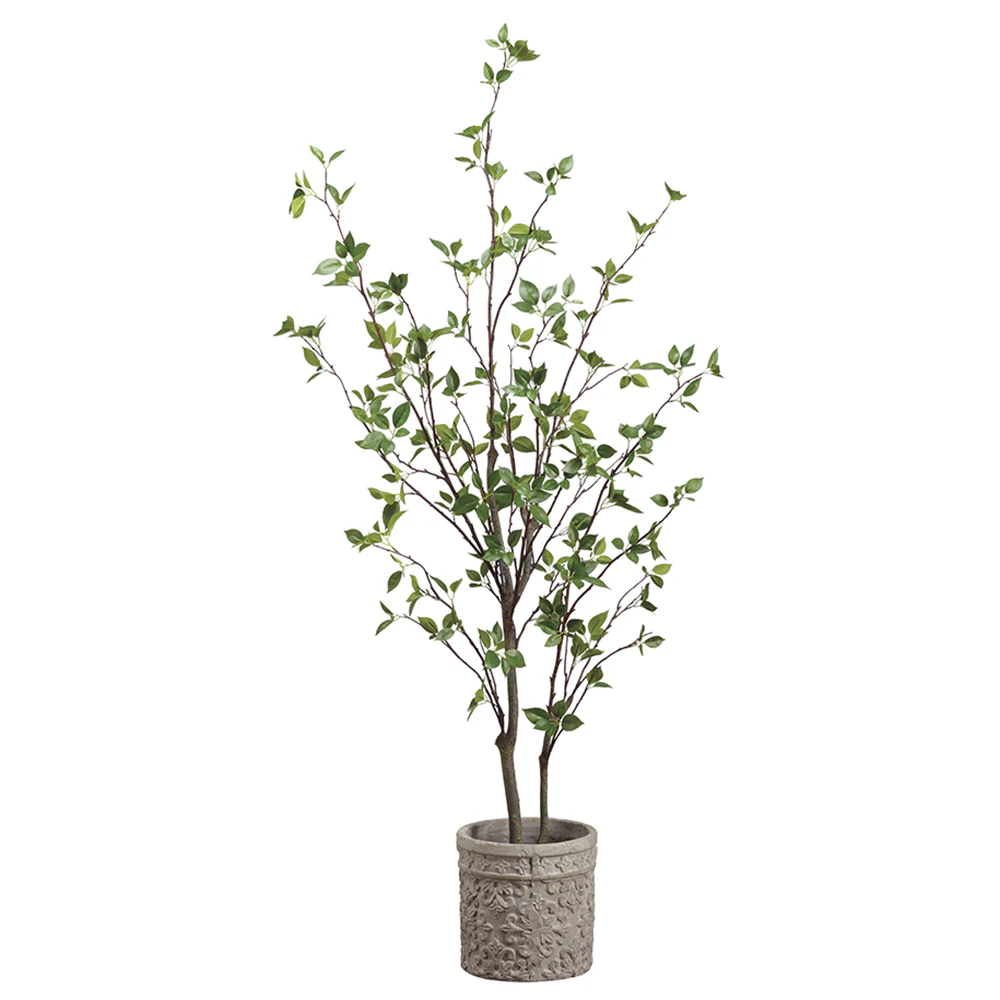 5' Cornus Silk Tree w/Terra Cotta Planter -Green