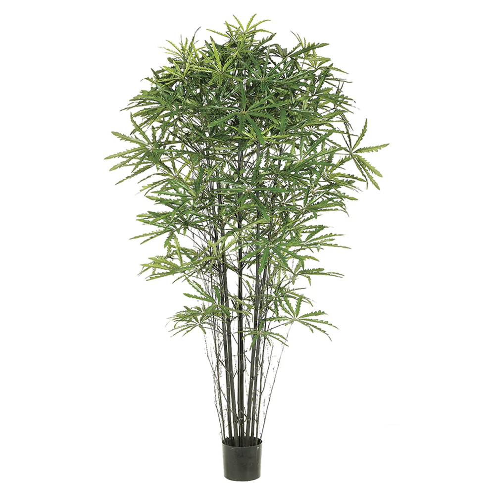 5' False Aralia Black Bamboo Silk Tree w/Pot -1,233 Leaves -Green (Pack of 2)