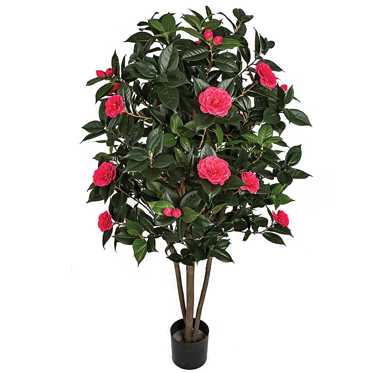 5' Flowering Camellia Silk Tree w/Pot -Beauty