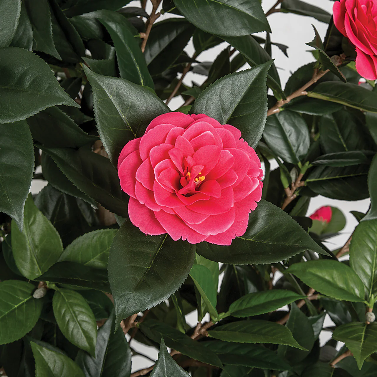 5' Flowering Camellia Silk Tree w/Pot -Beauty - Image 2