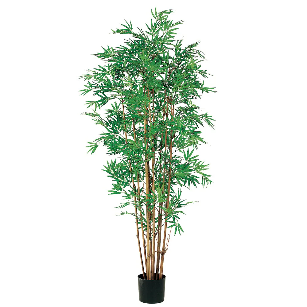 5' Japanese Bamboo Silk Tree w/Pot -2,400 Leaves -2 Tone Green