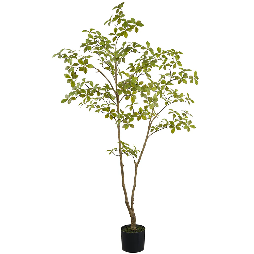 5'1" Enkianthus Silk Tree w/Plastic Pot -Green