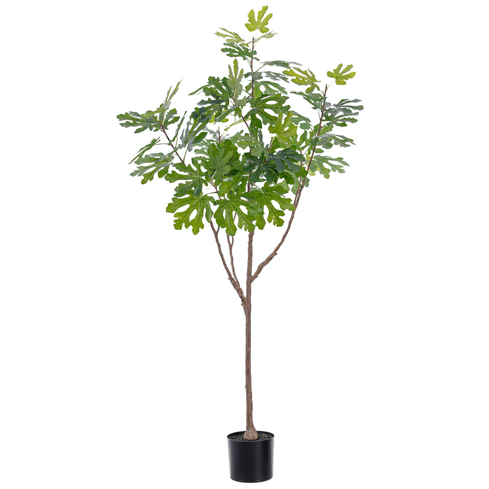 5'10" Fig Leaf Silk Tree w/Pot -Green