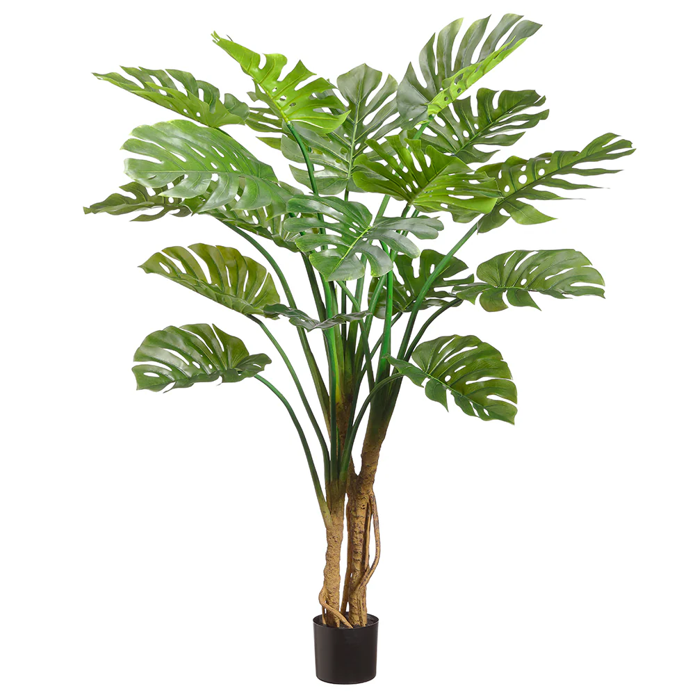 5'11" Giant Split Leaf Philodendron Monstera Plant w/Plastic Pot -Green (Pack of 2)