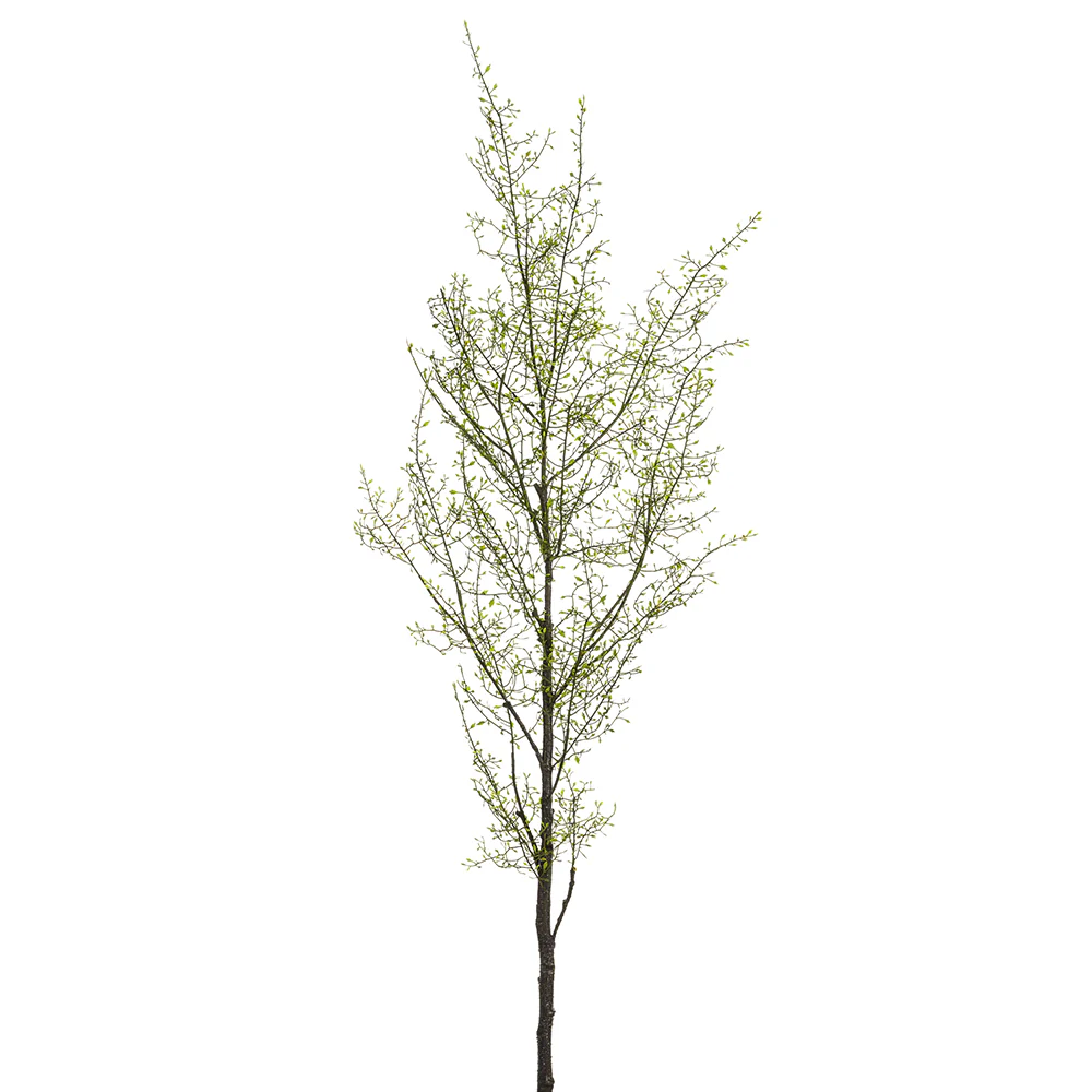 5'11" Silk Corokia Leaf Tree Branch -Green (Pack of 2)