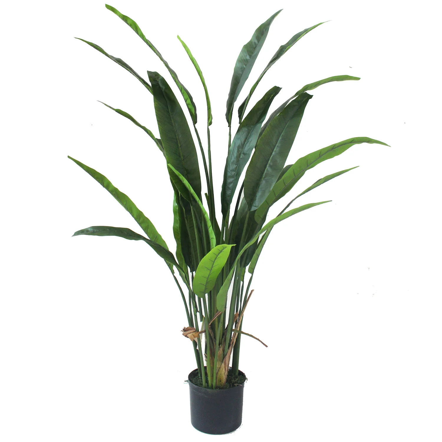 5'3" Bird Of Paradise Silk Palm Tree w/Pot -Green