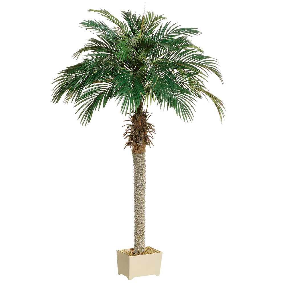 5'3" Phoenix Silk Palm Tree w/Container -Green