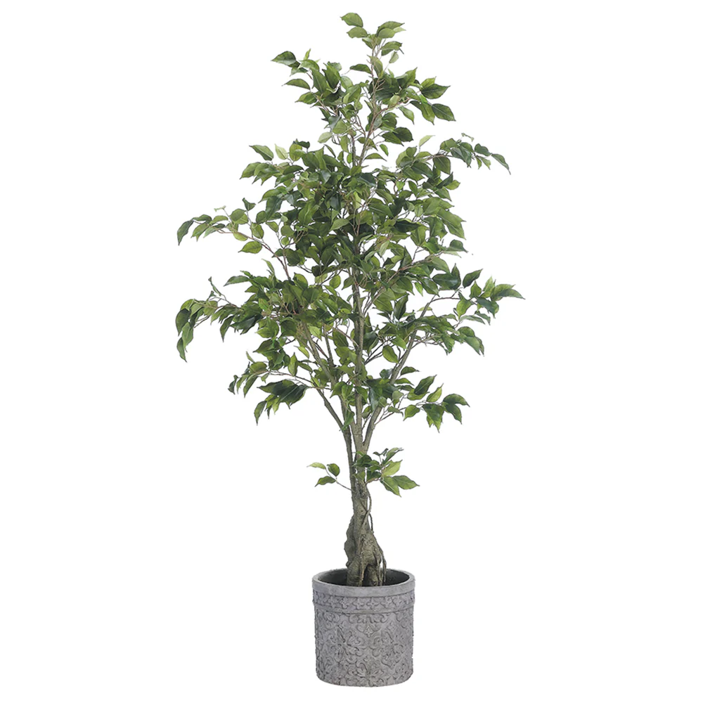 5'5" Silk Ficus Tree w/Terra Cotta Planter -Green