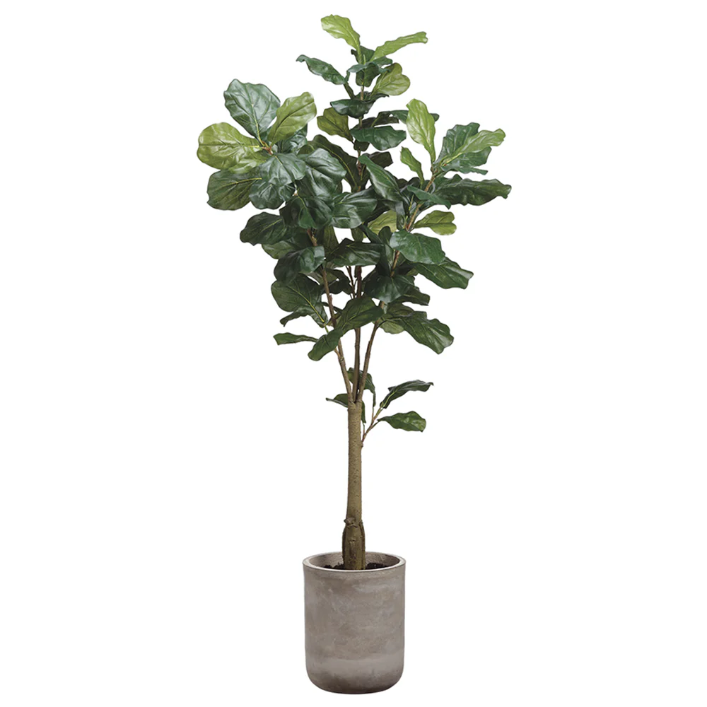 5'6" Fiddle Leaf Fig Silk Tree w/Fiber Cement Planter -Green