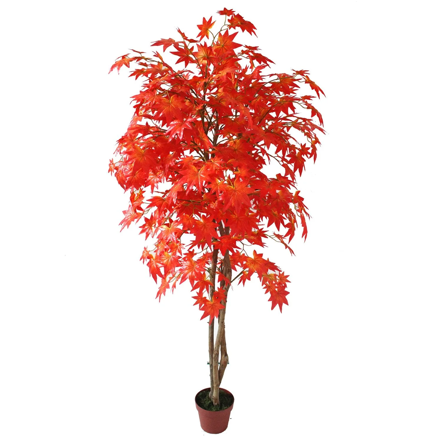 5'9" Multi Trunk Maple Silk Tree w/Pot -Red