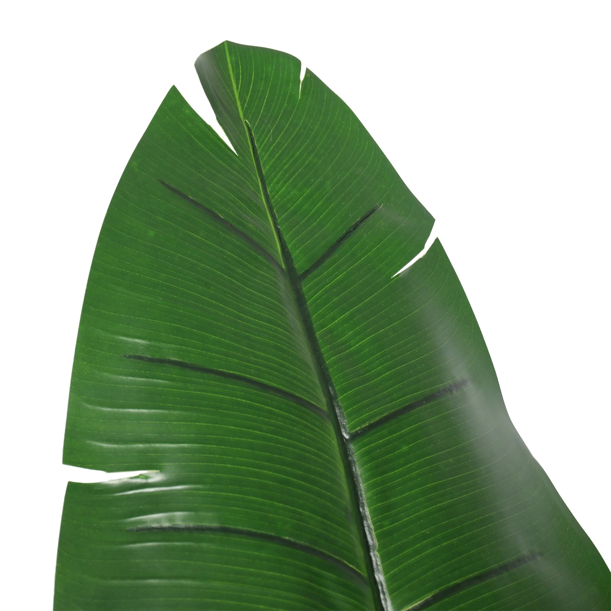 5'9" Triple Trunk Silk Travelers Palm Tree w/Pot -Green - Image 2