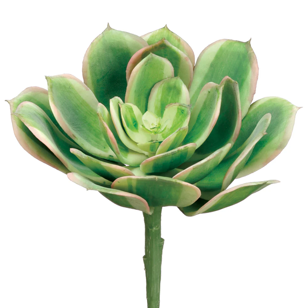 5"Hx6"W Real Touch Echeveria Artificial Stem Pick -Green/Pink (Pack of 12)