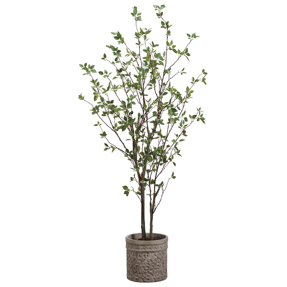 6' Cornus Silk Tree w/Terra Cotta Planter -Green