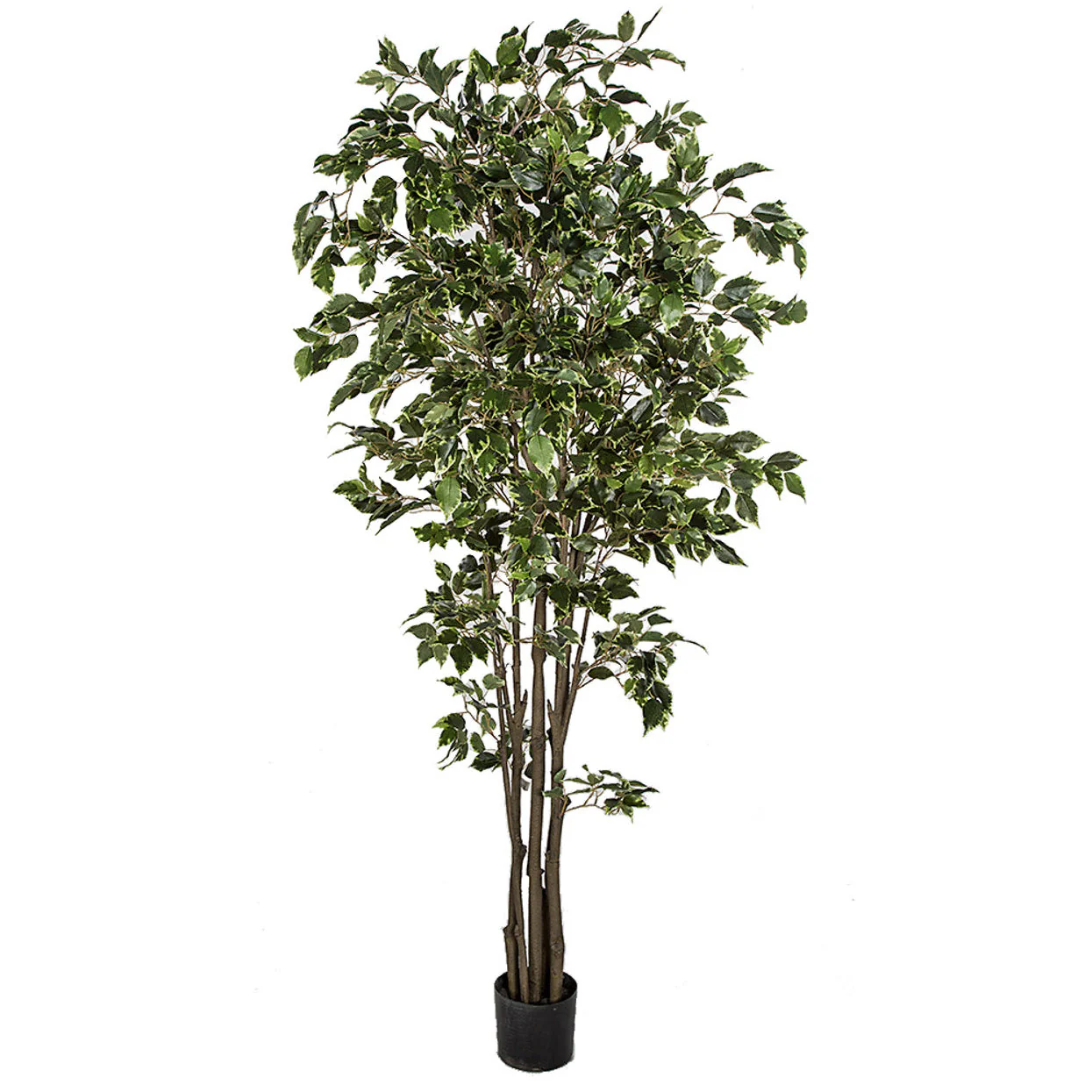 6' Deluxe Ficus Silk Tree w/Pot -1,781 Leaves -Variegated Green/White
