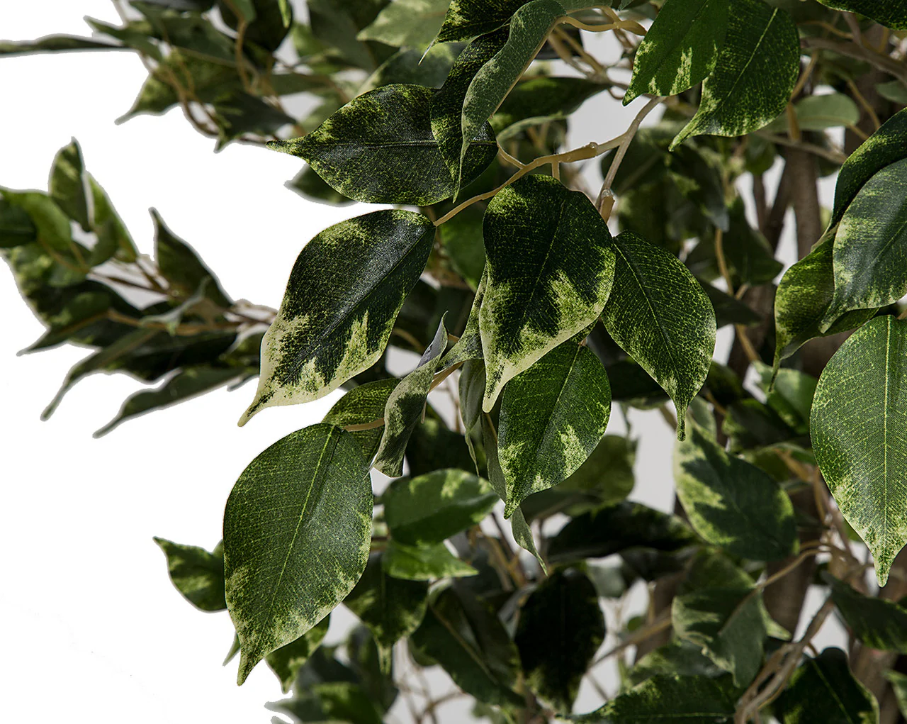 6' Deluxe Ficus Silk Tree w/Pot -1,781 Leaves -Variegated Green/White - Image 2