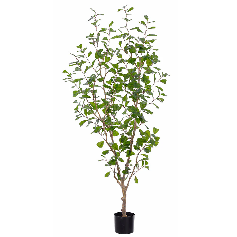 6' Ficus Triangularis Leaf Silk Tree w/Pot -Green (Pack of 2)