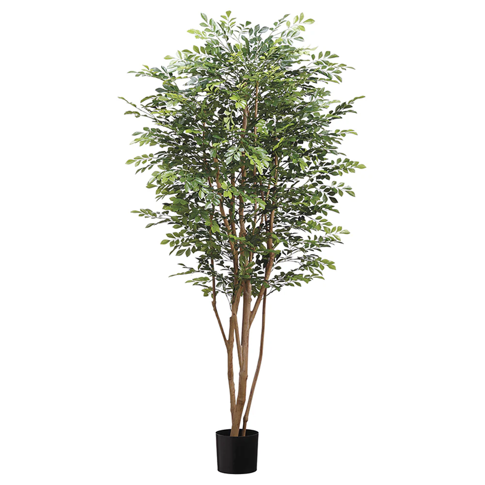 6' Huckleberry Silk Tree w/Pot -Green (Pack of 2)