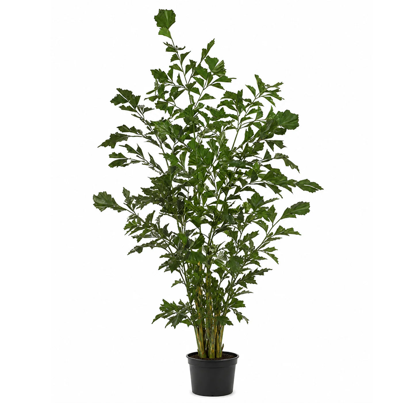 6' IFR Fishtail Artificial Palm Tree w/Pot -Green