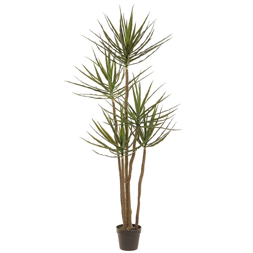 6' Multi Trunk Dracaena Silk Tree w/Pot -Green
