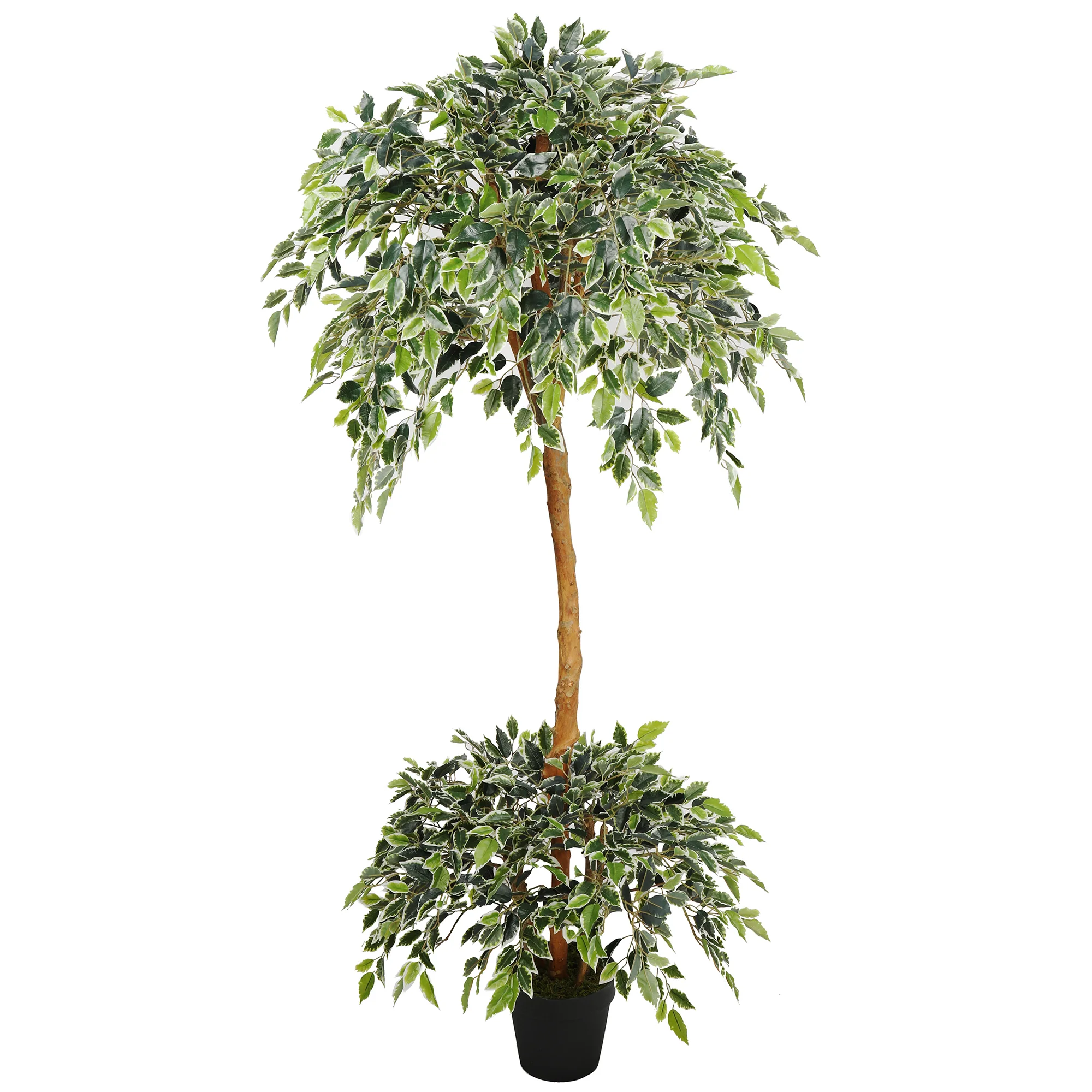 6' Natural Trunk Silk Ficus Tree w/Pot -Variegated
