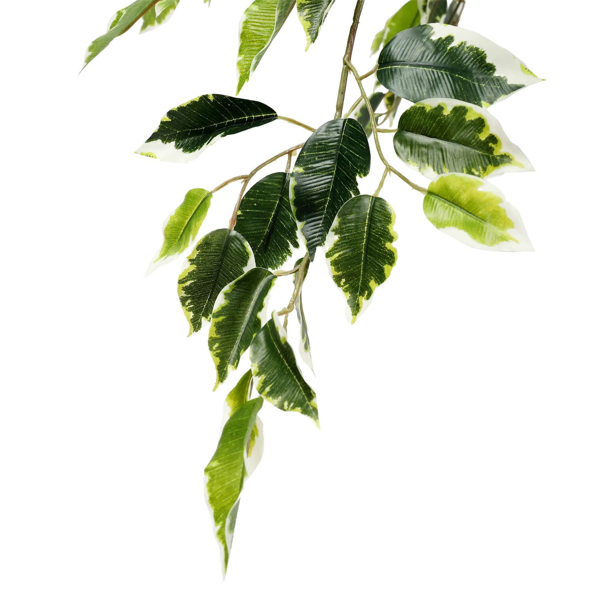 6' Natural Trunk Silk Ficus Tree w/Pot -Variegated - Image 2