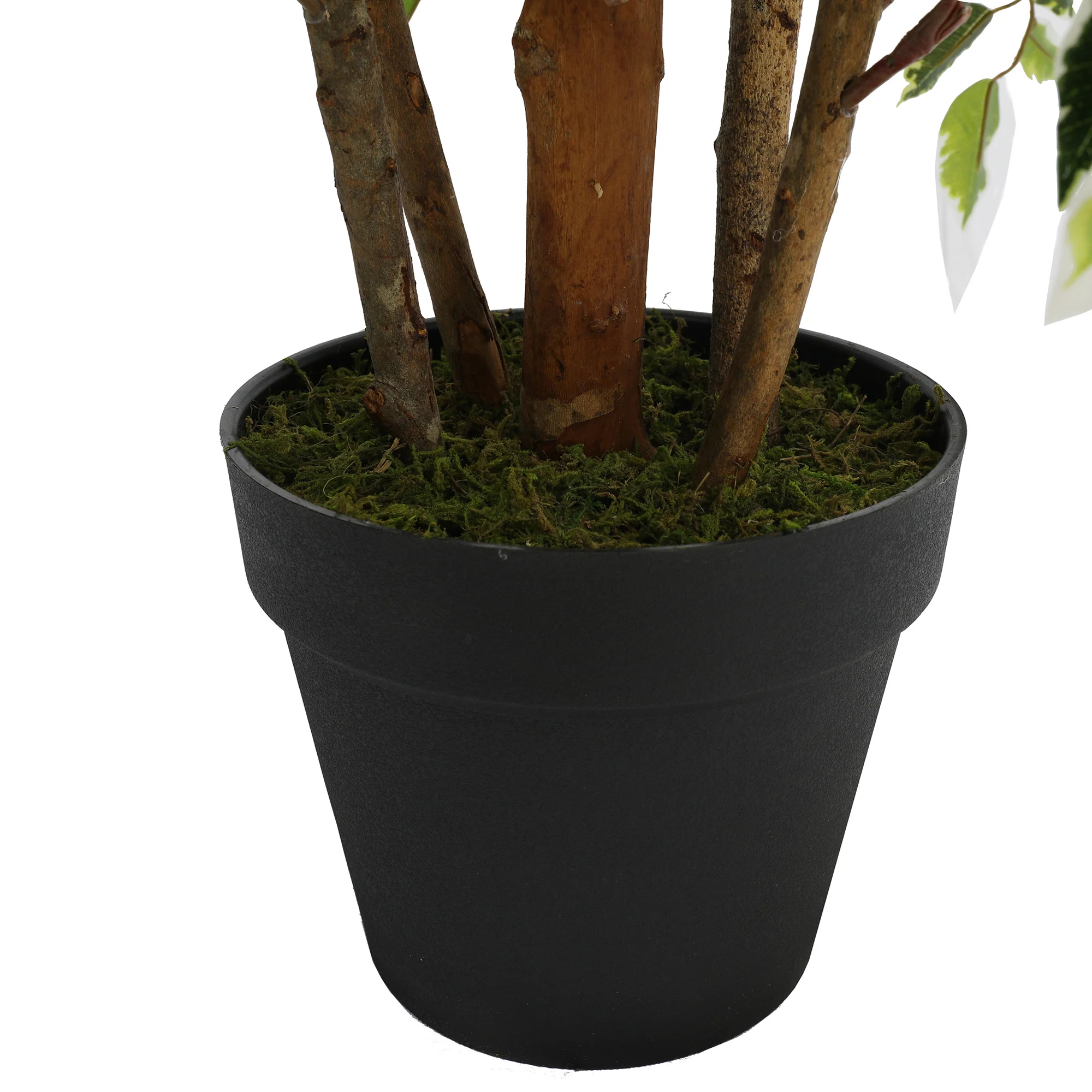 6' Natural Trunk Silk Ficus Tree w/Pot -Variegated - Image 4