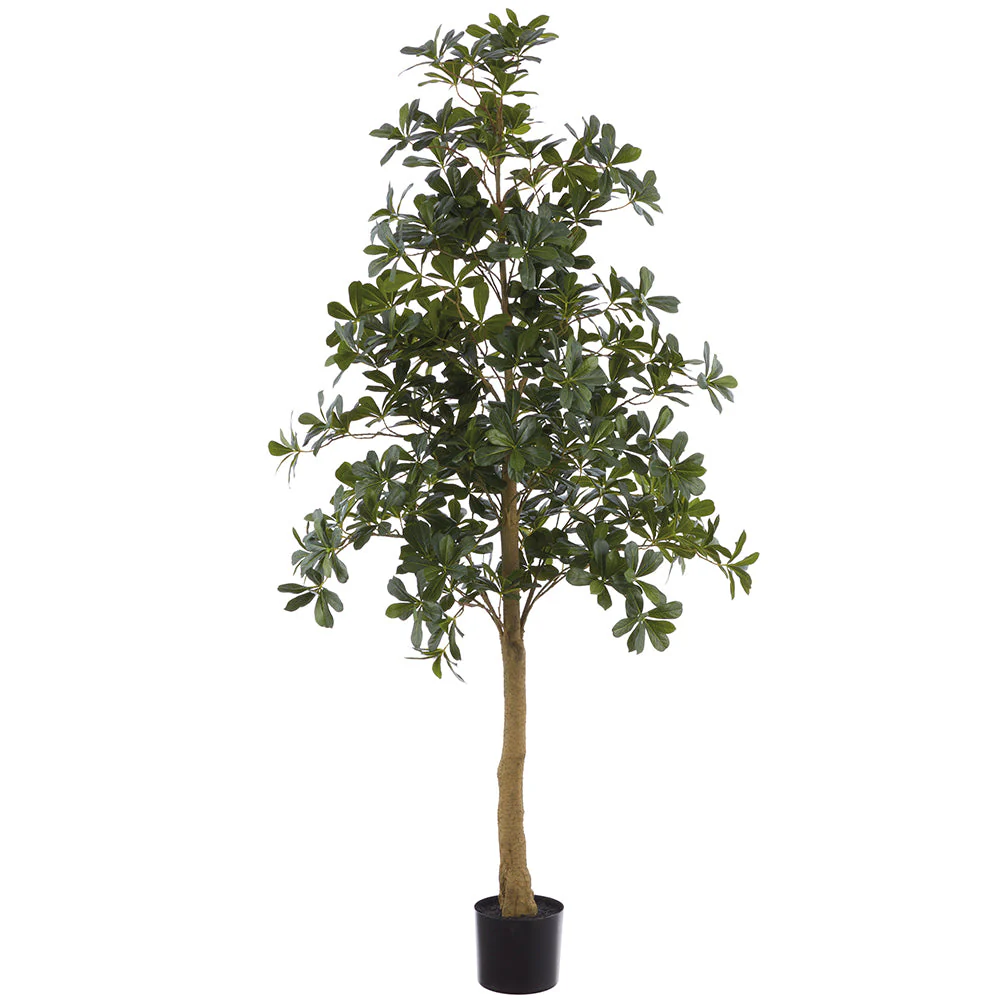 6' Schefflera Leaf Silk Tree w/Plastic Pot -Green (Pack of 2)