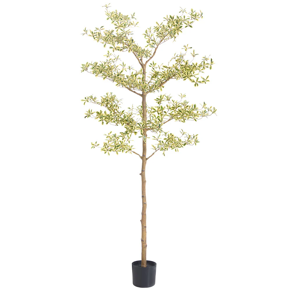 6' Shady Lady Olive Silk Tree w/Pot -Variegated