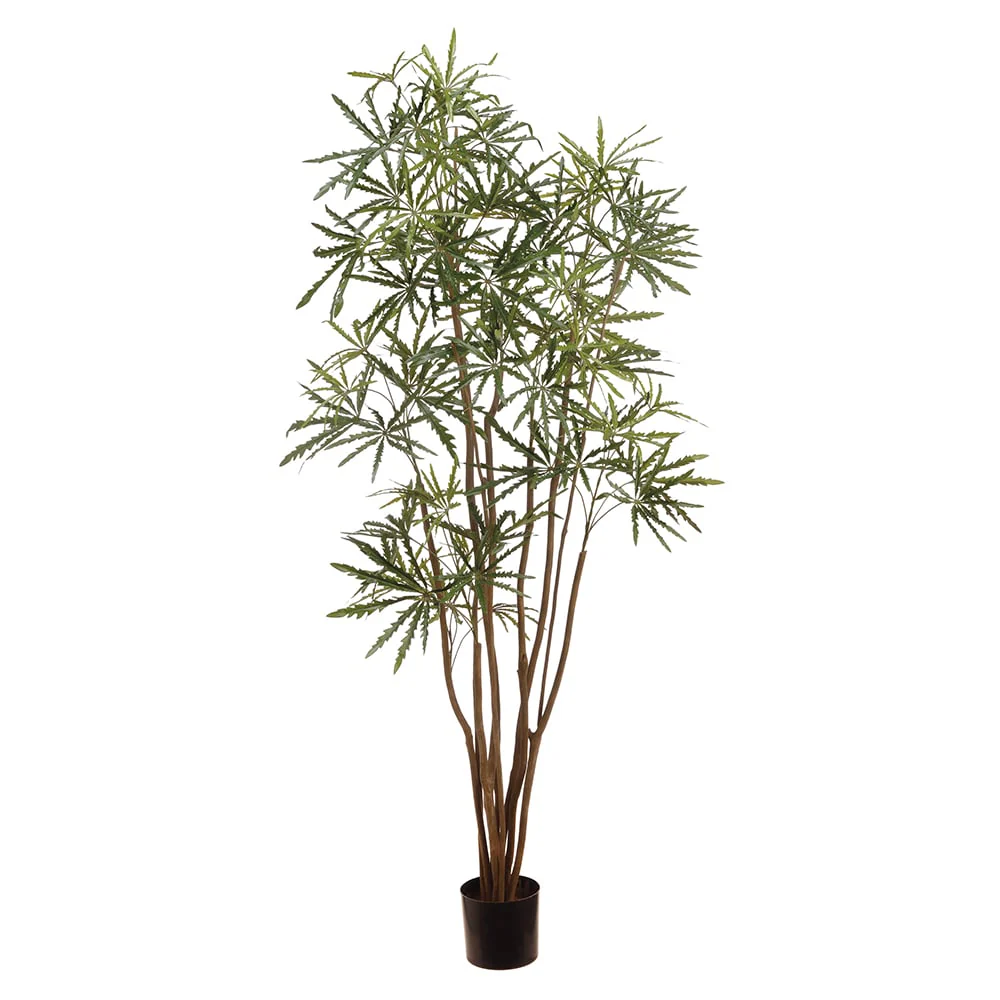 6' Silk Aralia Tree w/Plastic Pot -Green