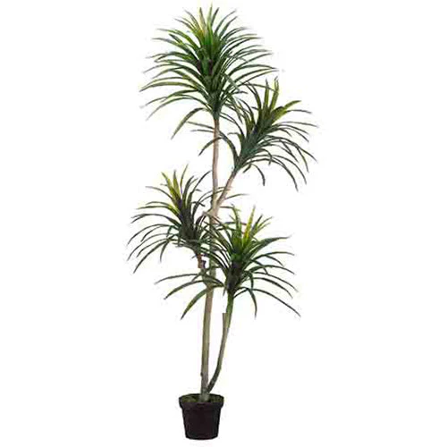 6' Yucca Silk Tree w/Pot -Green/Burgundy
