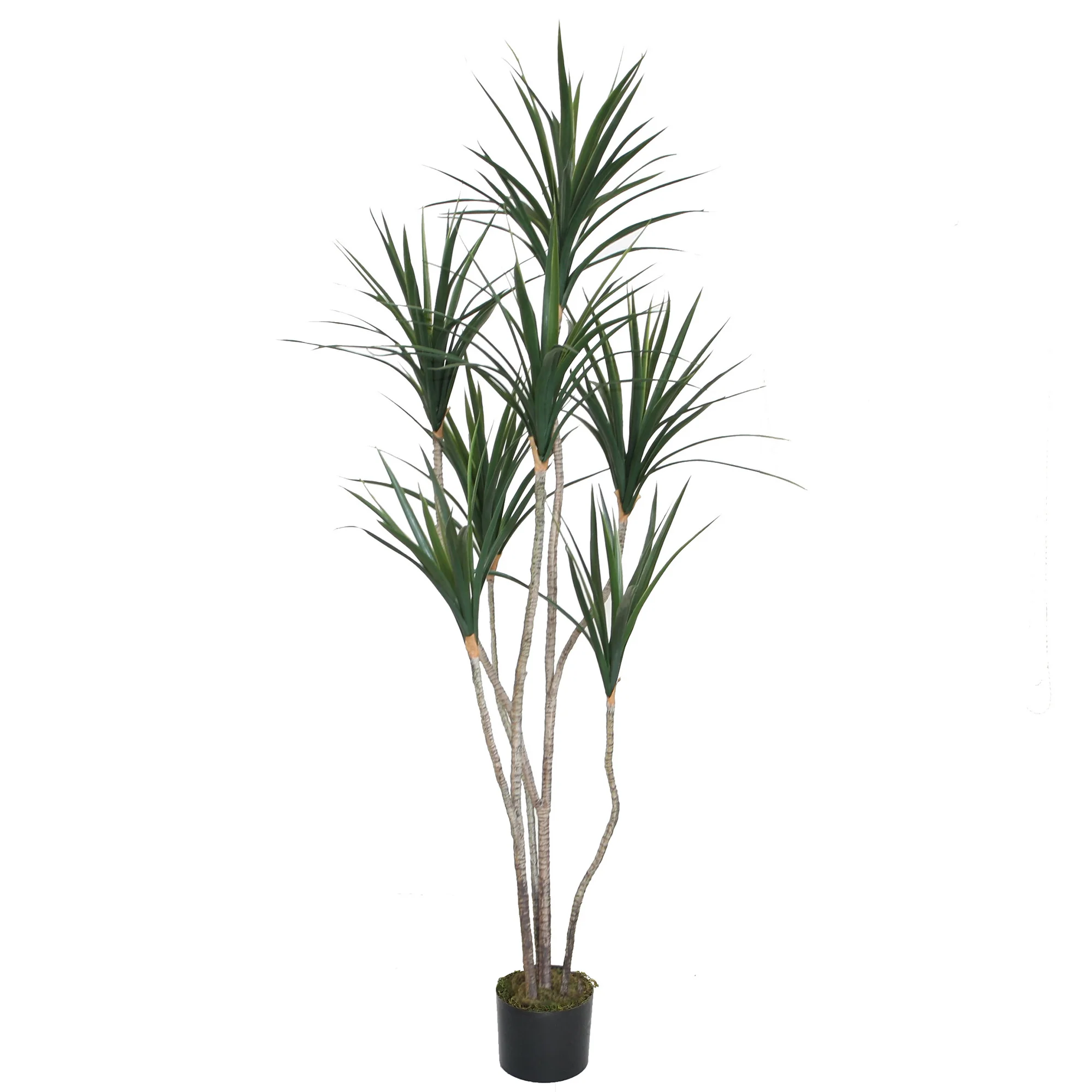 6'2" Multi Trunk Dracaena Silk Tree w/Pot -Green