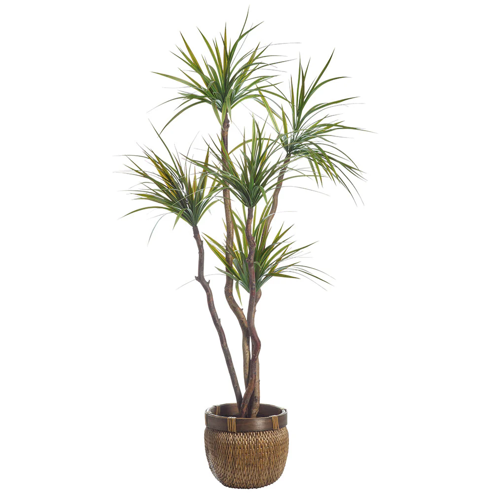 6'2"Hx41"W Dracaena Silk Tree w/Basket -Green/Red