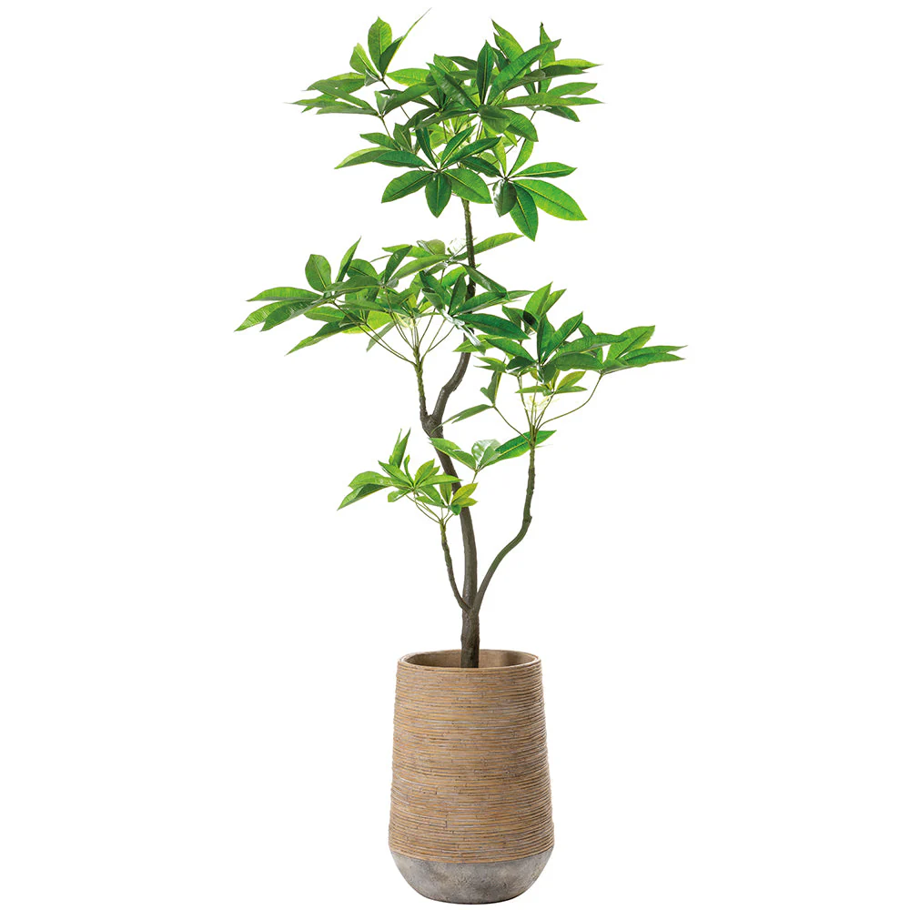 6'4"Hx36"W Pachira Leaf Artificial Tree w/Cement Planter -Green