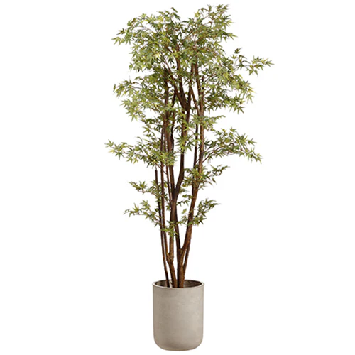 6'5" Mini Japanese Maple Silk Tree w/Fiber Cement Planter -Green