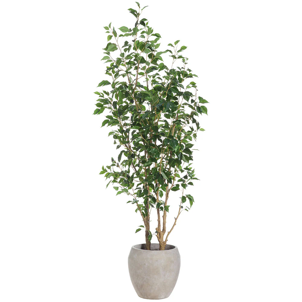6'6"Hx32"W Ficus Benjamina Silk Tree w/Fiber Cement Planter -Green