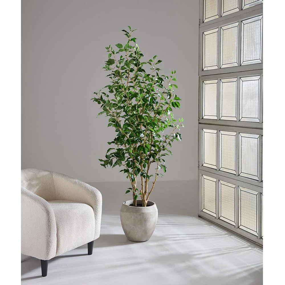 6'6"Hx32"W Ficus Benjamina Silk Tree w/Fiber Cement Planter -Green - Image 2