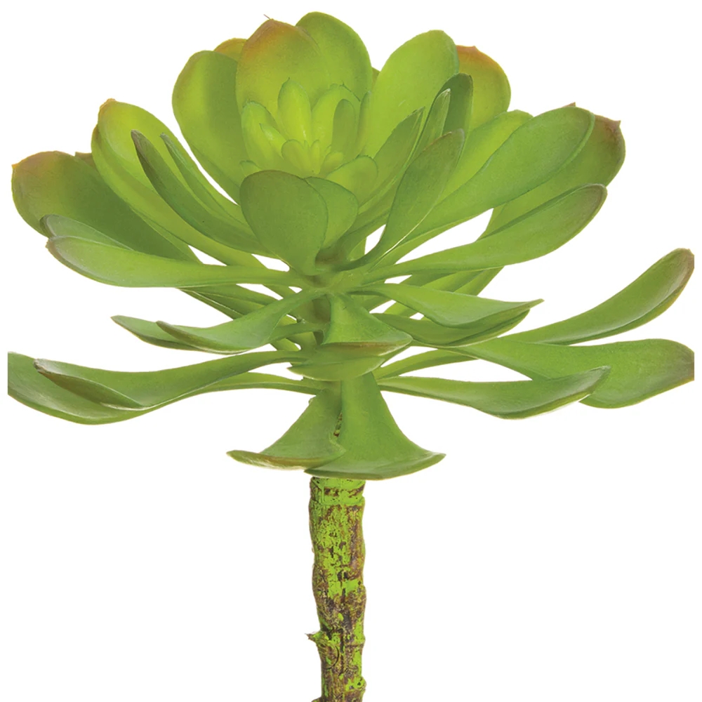 6"Hx5"W Soft-Touch Artificial Aeonium Stem Pick -Green/Gray (Pack of 12)