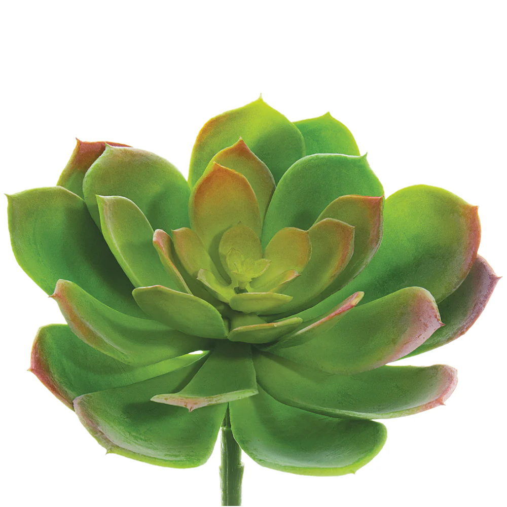 6"Hx8"W Real Touch Artificial Echeveria Stem Pick -Green/Mauve (Pack of 12)