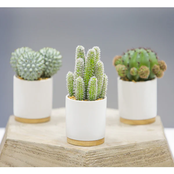7.5" Set Of Artificial Barrel & Column Cactus Plants w/Ceramic Pots -Green/Gray - Image 2
