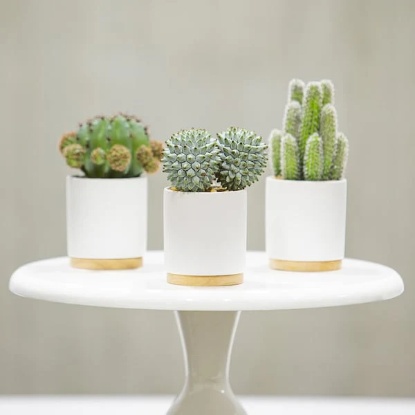 7.5" Set Of Artificial Barrel & Column Cactus Plants w/Ceramic Pots -Green/Gray - Image 3