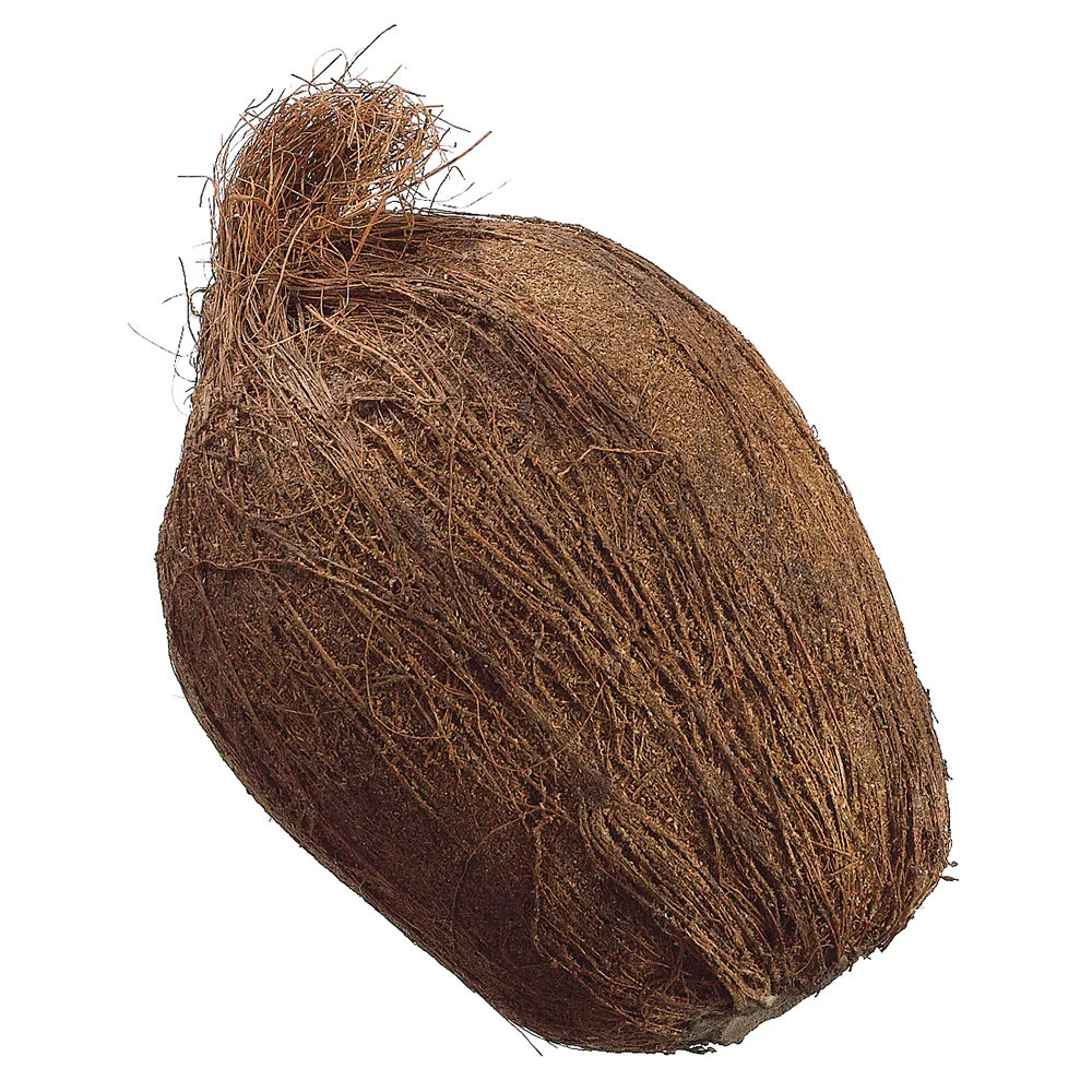 7" Artificial Weighted Coconut -Brown (Pack of 6)