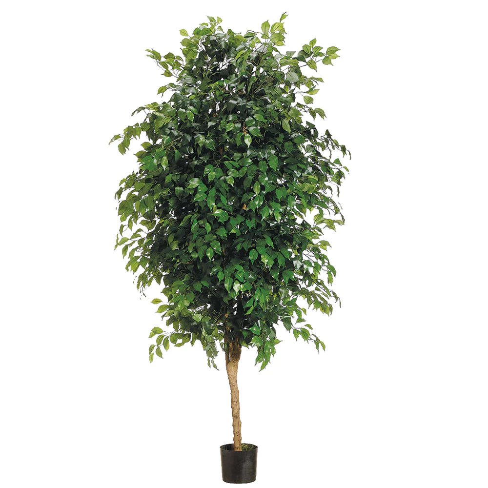 7' Ficus Silk Tree w/Pot -3,780 Leaves -Green