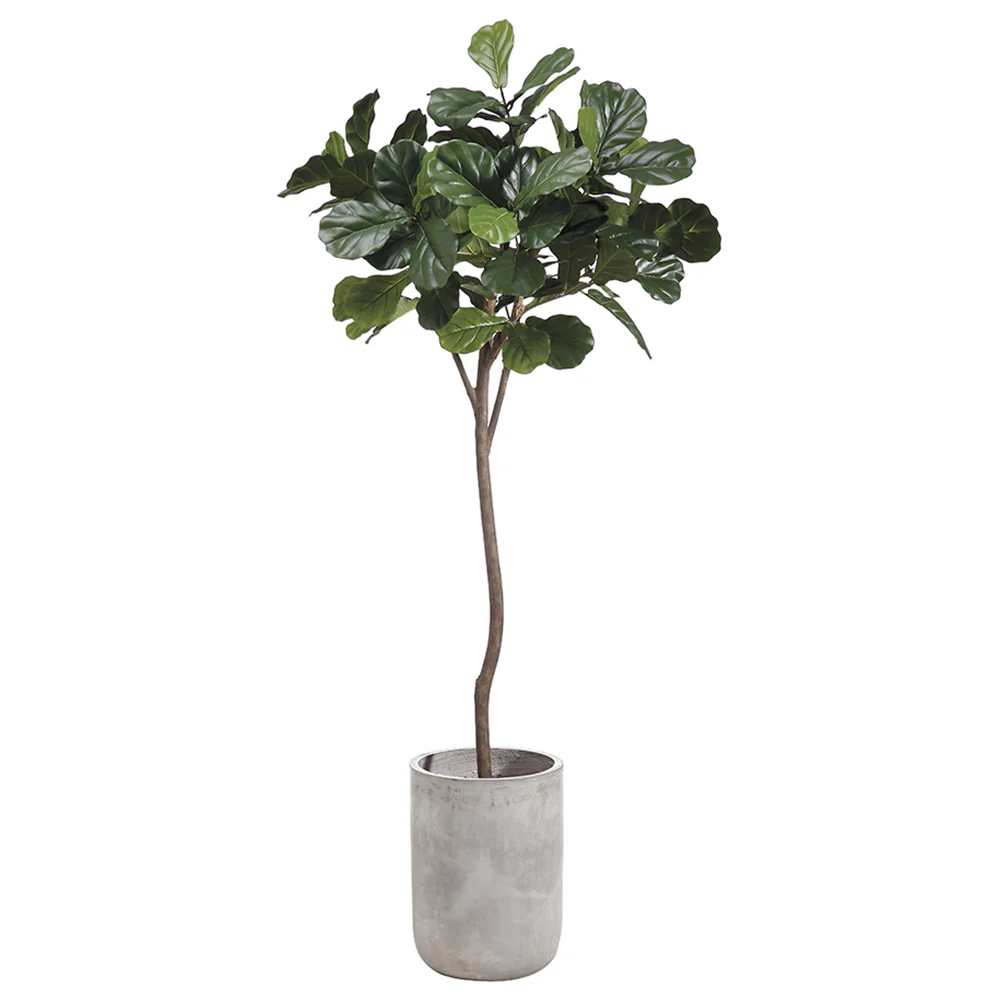 7' Fiddle Leaf Fig Silk Tree w/Fiber Cement Planter -Green