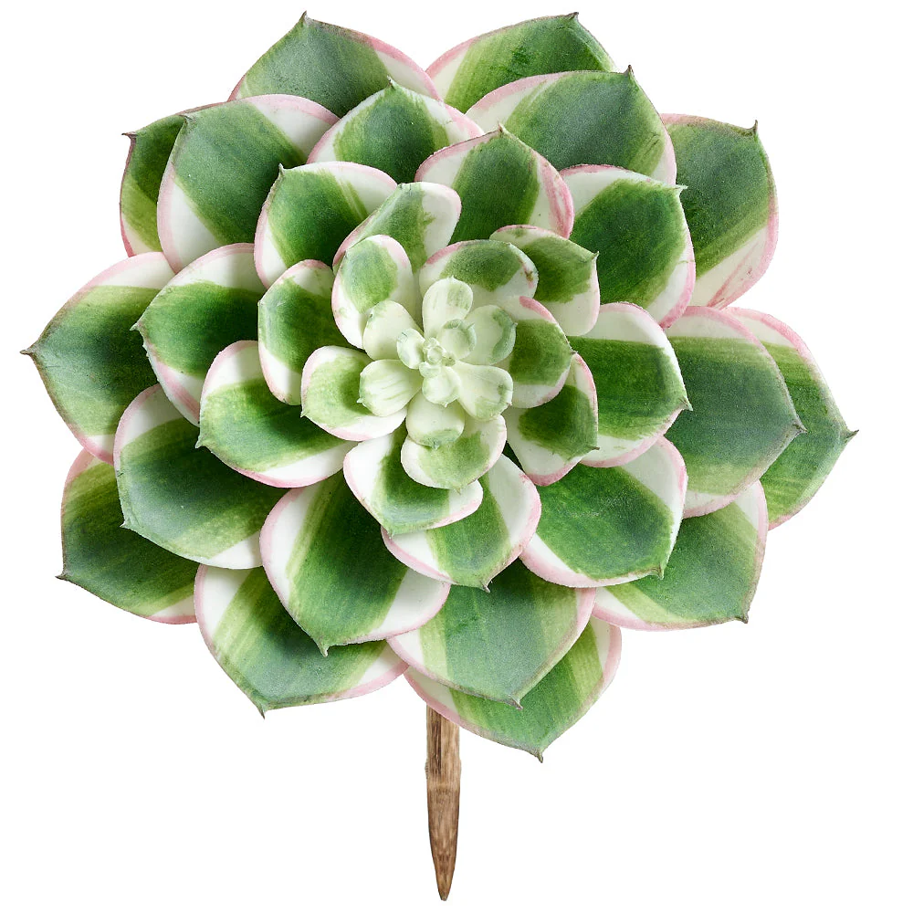 7" Real Touch Sunburst Aeonium Succulent Artificial Stem Pick -Green/Pink (Pack of 12)