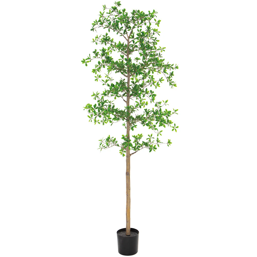 7' Shady Lady Olive Silk Tree w/Pot -Green